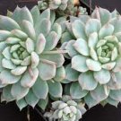 1 Plant Echeveria Prolifica Succulent Plant