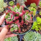 1 Plant Echeveria 'Devotion' Succulent Plant