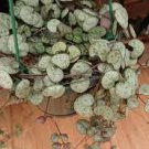1 Plant Ceropegia woodii String of Hearts Succulent Plant