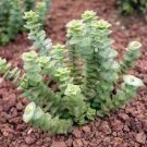 1 Plant Crassula perforata String of Buttons Variegata Succulent Plant