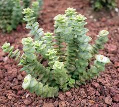 1 Plant Crassula perforata String of Buttons Variegata Succulent Plant