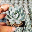 1 Plant Echeveria 'Blue Mist' Succulent Plant