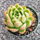 1 Plant Echeveria agavoides 'Gilva' Succulent Plant