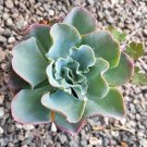 1 Plant Echeveria 'Blue Waves' Succulent Plant