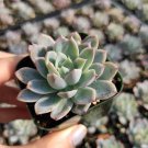 1 Plant Echeveria 'Violet Queen' Succulent Plant