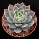 2 Plant Echeveria 'Violet Queen' Succulent Plant