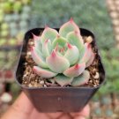 1 Plant Echeveria colorata Succulent Plant
