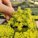 1 Plant Sedum japonicum 'Tokyo Sun' Succulent Plant