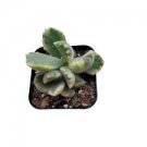 1 Plant Cotyledon tomentosa Variegated Bear's Paw Succulent Plant 3 Inch