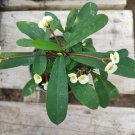 1 Plant Crown of Thorns - Euphorbia milii Succulent Plant Yellow