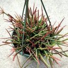 1 Plant Rhipsalis Quellebambensis Succulent Plant