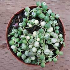 1 Plant Variegated String of Pearls Senecio rollqwleyanus Succulent Plant