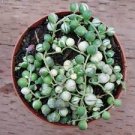 1 Plant Variegated String of Pearls Senecio rollqwleyanus Succulent Plant 3 Inch