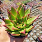 1 Plant Echeveria agavoides 'Lipstick' Succulent Plant