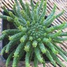 1 Plant Euphorbia Flanaganii Medusa's Head Succulent Plant