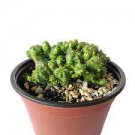 1 Plant Euphorbia monstrose Succulent Plant