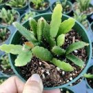 3 Plant Rhipsalis Cereoides Succulent Plant