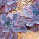 1 Plant Echeveria 'Afterglow' Succulent Plant