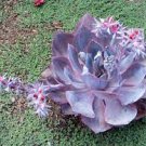 2 Plant Echeveria 'Afterglow' Succulent Plant