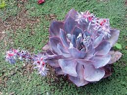 2 Plant Echeveria 'Afterglow' Succulent Plant