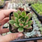 2 Plant Echeveria agavoides 'Christmas' Succulent Plant