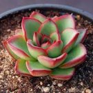 3 Plant Echeveria agavoides 'Christmas' Succulent Plant