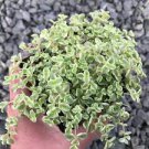 1 Plant Sedum 'Little Missy' Succulent Plant
