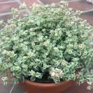 2 Plant Sedum 'Little Missy' Succulent Plant