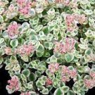 3 Plant Sedum 'Little Missy' Succulent Plant