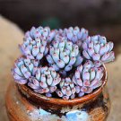 1 Plant Graptopetalum pachyphyllum 'Bluebean' Succulent Plant