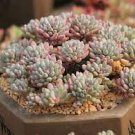 2 Plant Graptopetalum pachyphyllum 'Bluebean' Succulent Plant