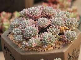 2 Plant Graptopetalum pachyphyllum 'Bluebean' Succulent Plant