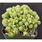 2 Plant Euphorbia monstrose Succulent Plant