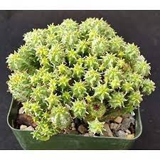 2 Plant Euphorbia monstrose Succulent Plant