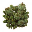 3 Plant Euphorbia monstrose Succulent Plant