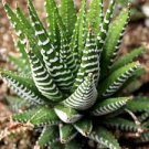 2 Plant Haworthia fasciata - Zebra Plant Succulent Plant