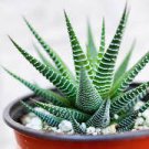 3 Plant Haworthia fasciata - Zebra Plant Succulent Plant