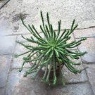 3 Plant Euphorbia Flanaganii Medusa's Head Succulent Plant