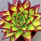 2 Plant Echeveria agavoides 'Lipstick' Succulent Plant