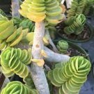 1 Plant Portulaca molokiniensis 'Ihi' Succulent Plant