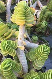 1 Plant Portulaca molokiniensis 'Ihi' Succulent Plant