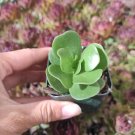 3 Plant Portulaca molokiniensis 'Ihi' Succulent Plant