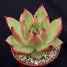 3 Plant Echeveria agavoides 'Frank Reinelt' Succulent Plant 4 Inch
