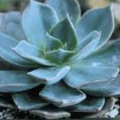 2 Plant Echeveria 'Blue Prince' Succulent Plant