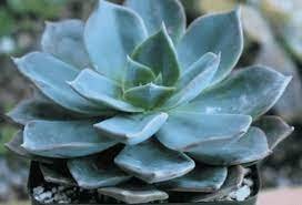 2 Plant Echeveria 'Blue Prince' Succulent Plant