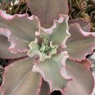 1 Plant Echeveria 'Giant Blue' Succulent Plant