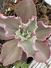 1 Plant Echeveria 'Giant Blue' Succulent Plant