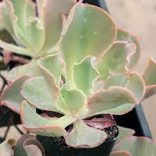 2 Plant Echeveria 'Giant Blue' Succulent Plant