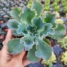 3 Plant Echeveria 'Giant Blue' Succulent Plant