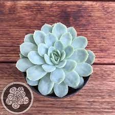 1 Plant Echeveria 'Raspberry Ice' Succulent Plant